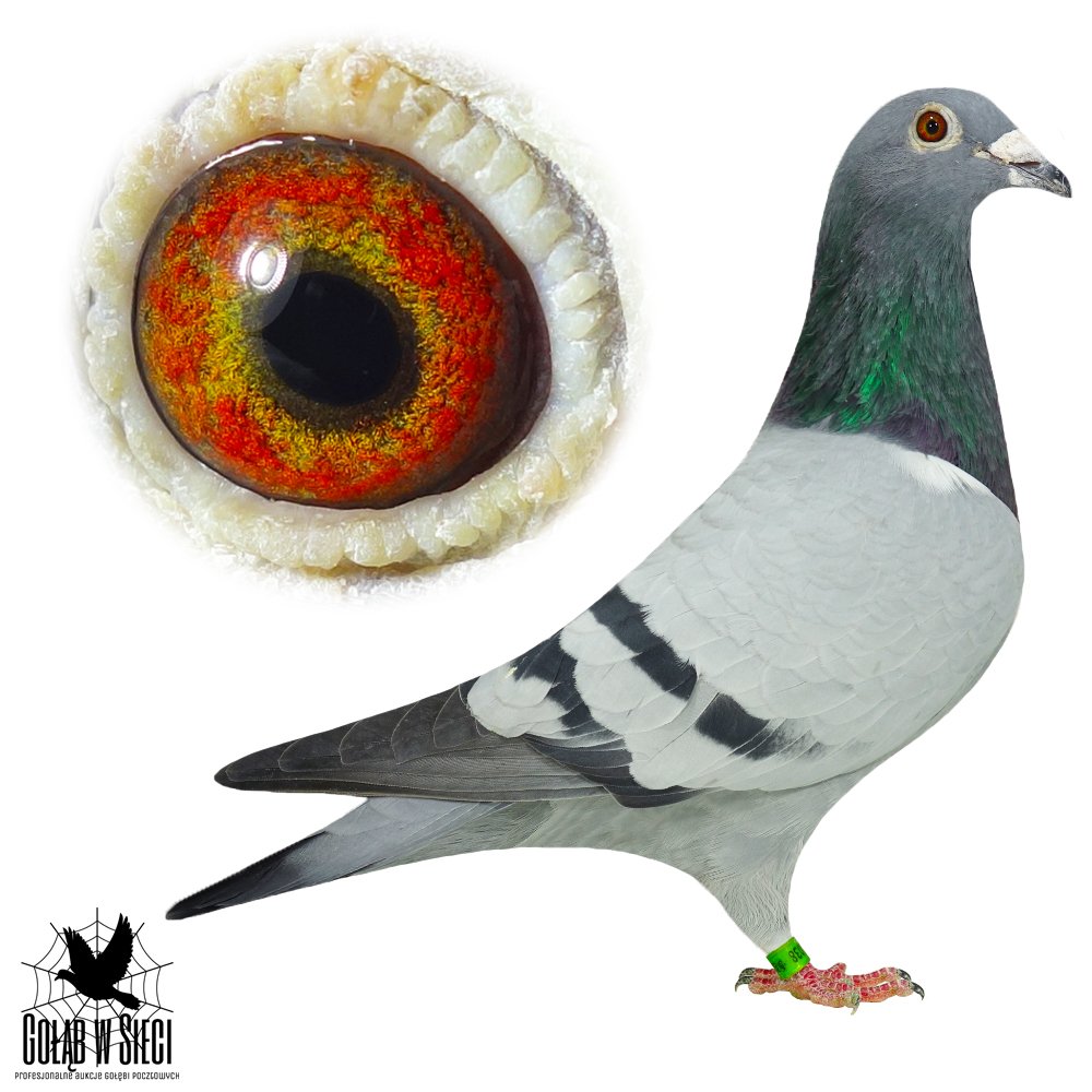 ORG. MARKUS SCHUMACHER