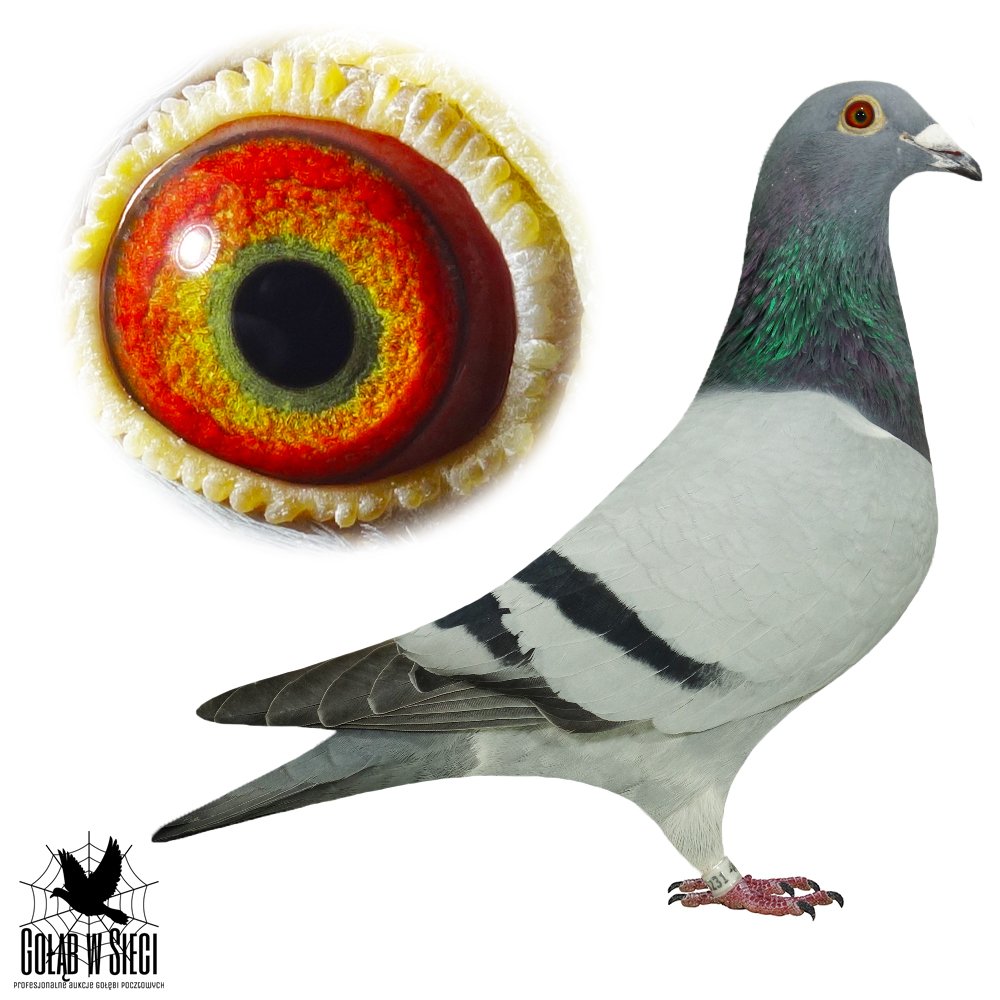 SYN '8210' / WNUK '412'