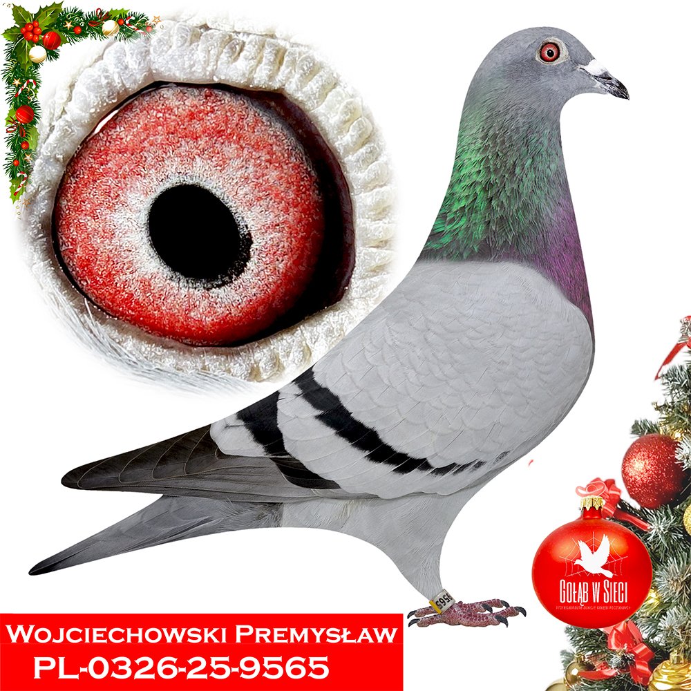 PRZEMYSŁAW WOJCIECHOWSKI