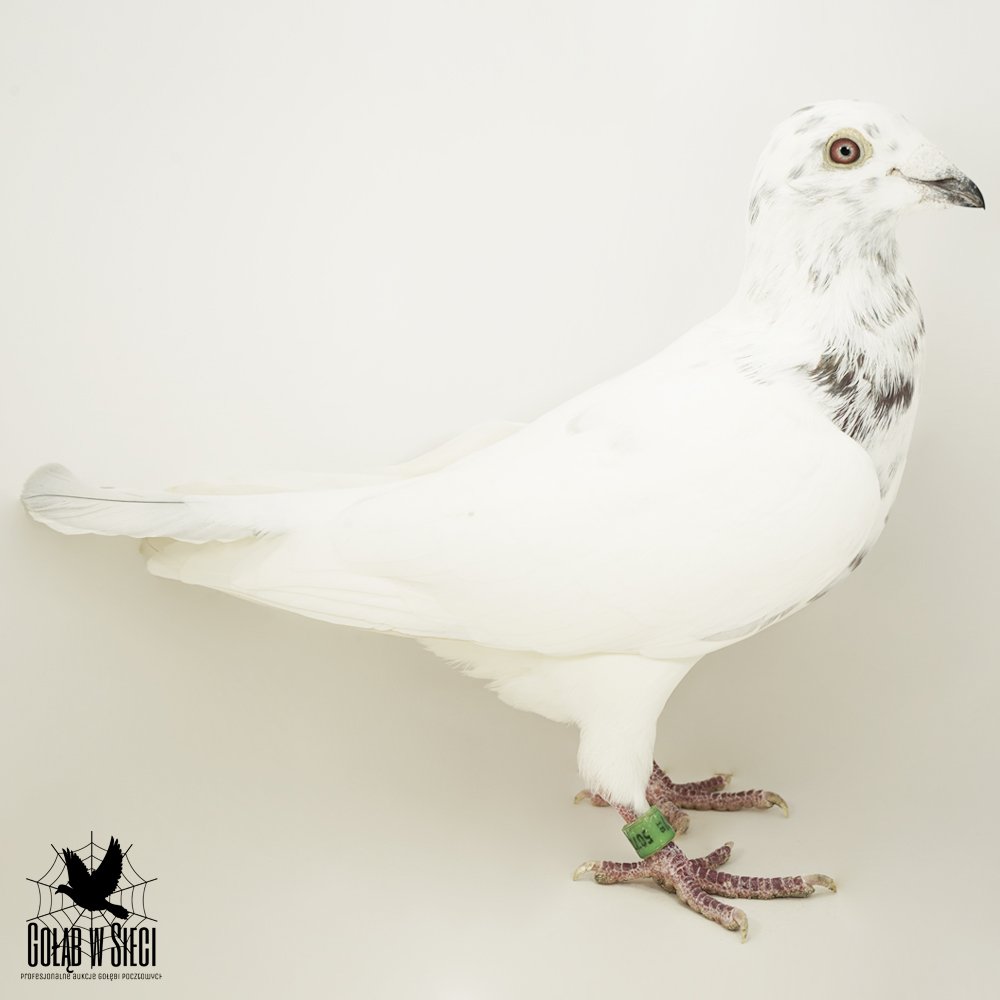 | ORG. KRZYSZTOF CHRUŚCIEL | "2664" WNUK "GOLDEN YETI" LUDO CLAESSENS X CÓRKA LOTNIKA "MOLIK 775" - M.IN.: 7, 16, 22, 22, 47, 58, 66, 69.. |