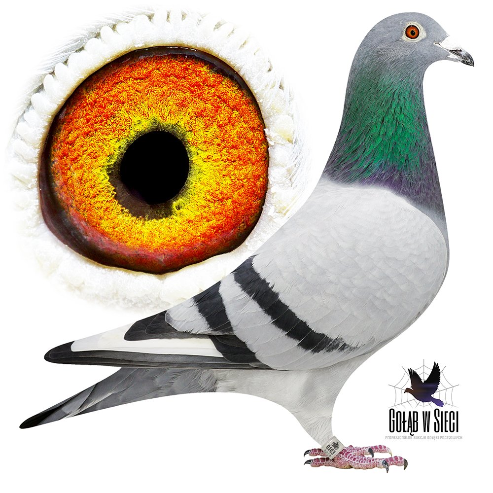 RIK COOLS X GIERCZAK