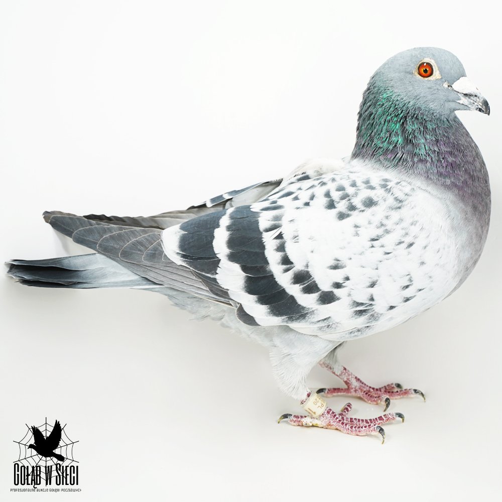 WNUCZKA "REPLAY" X PÓŁBRAT "MASERATI" PETER VAN DE MERWE
