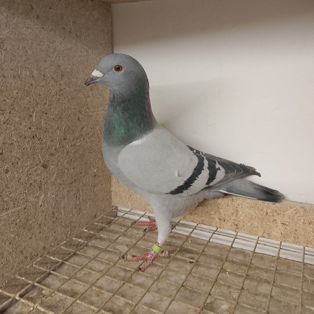 DARCZYŃCA: MIROSŁAW BARAN & SEBASTIAN SMÓŁKA