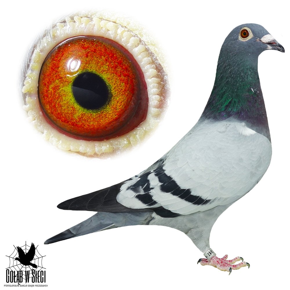 JACEK STEFAŃSKI (1)