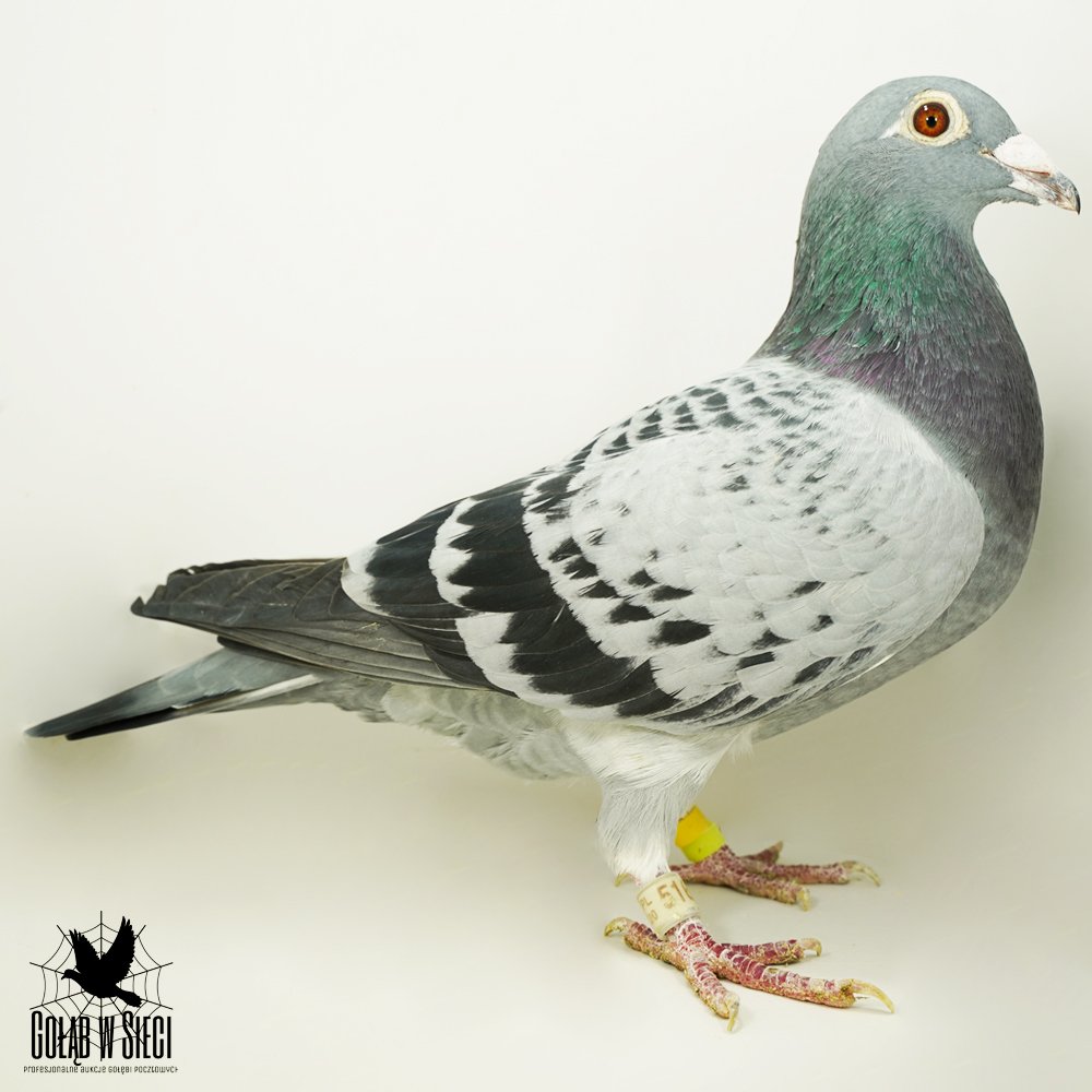 | ORG. SZYPA & IDCZAK | 100% VAN LOON | WNUCZKA "JAMES BOND" VAN LOON |