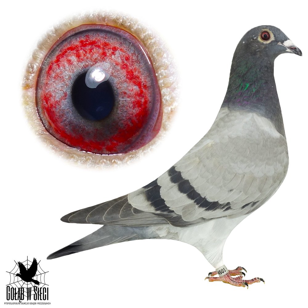 WNUK WSPANIAŁEGO LOTNIKA "BUGATTI 2860" - 1 AS POLSKI KAT. SPORT G - 5,608COEFF. M.IN.: 1, 1, 4, 6, 14.. | WNUK WYBITNEGO SPRINTERA "9018" ORG. KRZYSZTOF KOKOT - NAJLEPSZY GOŁĄB POLSKI 2023/24 - KAT. SPORT A - 20,64COEFF. - M.IN.: 1, 1, 4, 5, 9, 9, 10, 14, 15.. | WNUK WYBITNEJ LOTNICZKI "43" - 1AS ODDZIAŁU 2020 / W 2018R - 12KONK. M.IN.: 2, 2, 2, 5, 6, 8.. | WNUK SUPER LOTNICZKI "LADY" ORG. KRZYSZTOF KOKOT - 51KONK. / 5 LAT! | PÓŁ RODZEŃSTWO "6003" - 1AS MŁODY ODDZ/ REJONU 2023 - M.IN.: 3, 3, 4, 18, 22..