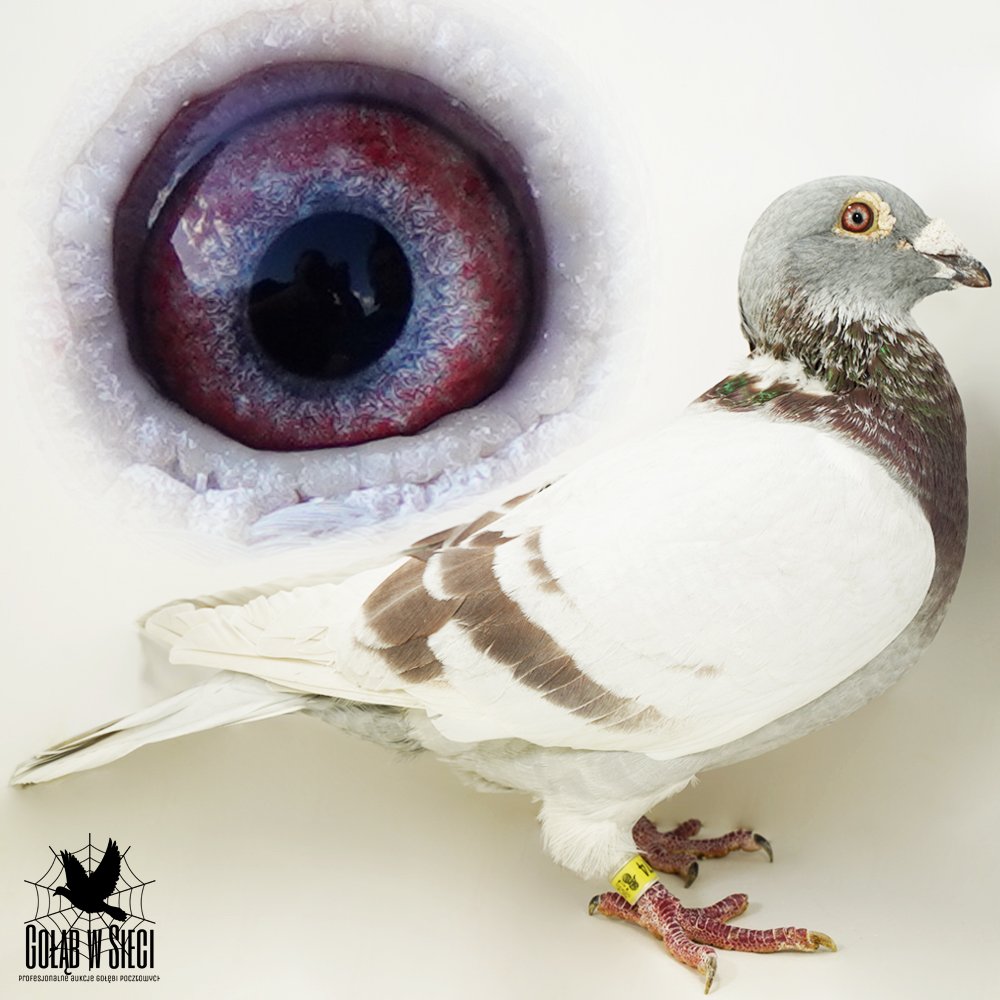 | 50% HARALD GRIMME / 50% SŁAWOMIR BUREK | SYN OJCA GOŁĘBNIKA "PŁOWY 8136" ORG. HARALD GRIMME - OJCIEC/DZIADEK WIELU CZOŁOWYCH LOTNIKÓW! |