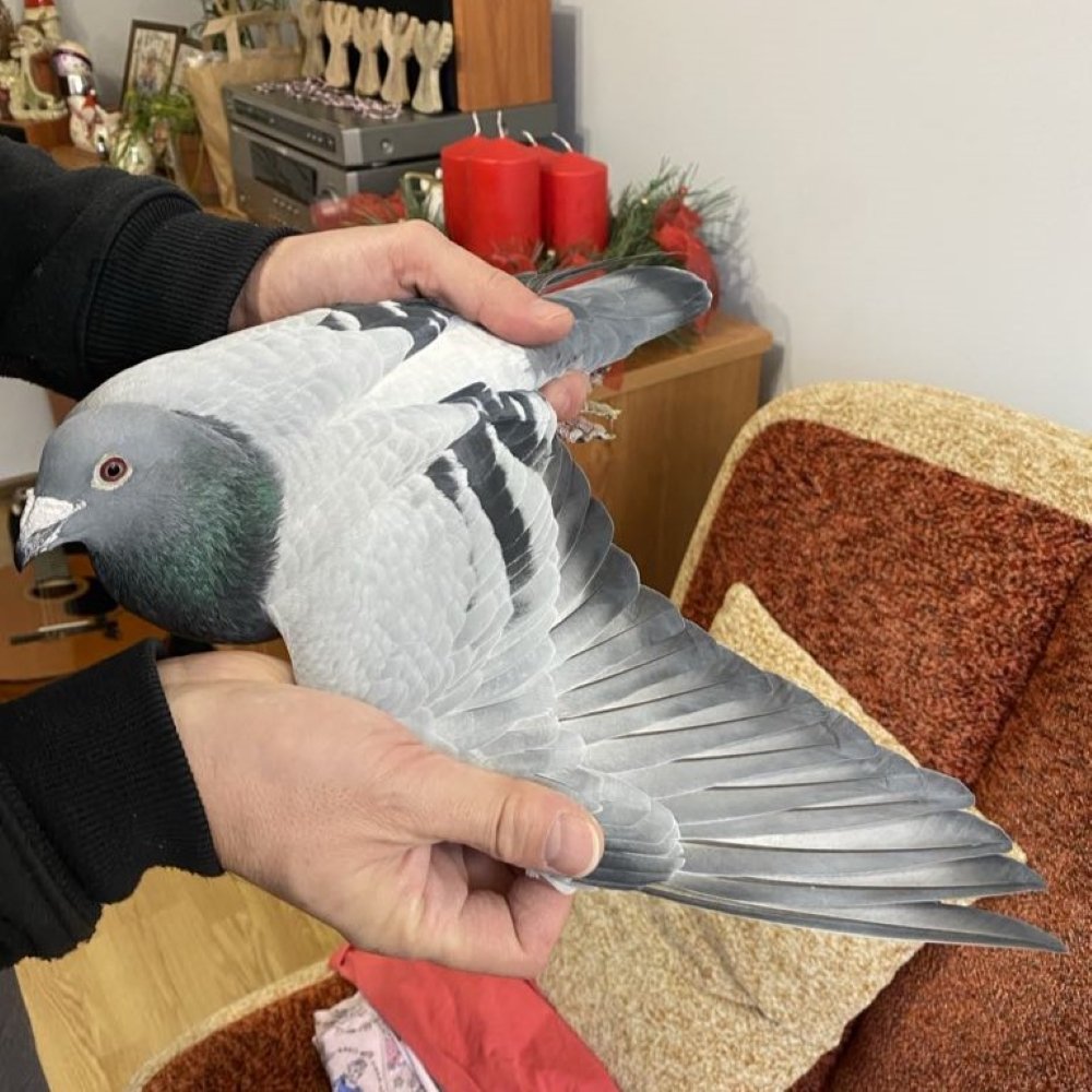 DARCZYŃCA: ŁUKASZ LESIÓW / "6039" - 2AS OKRĘGU KAT. SPORT G 2022R