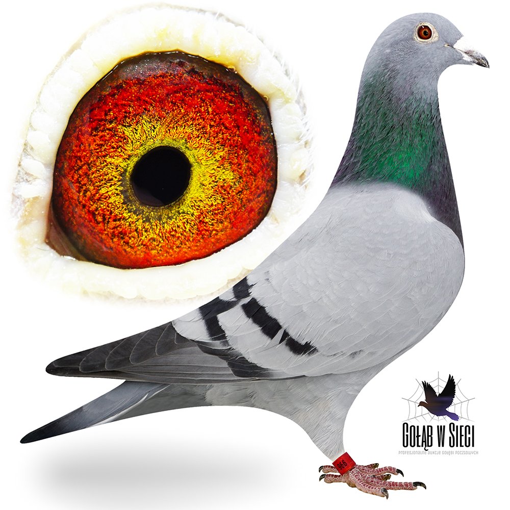 ORG. JAROSŁAW GRZANKOWSKI