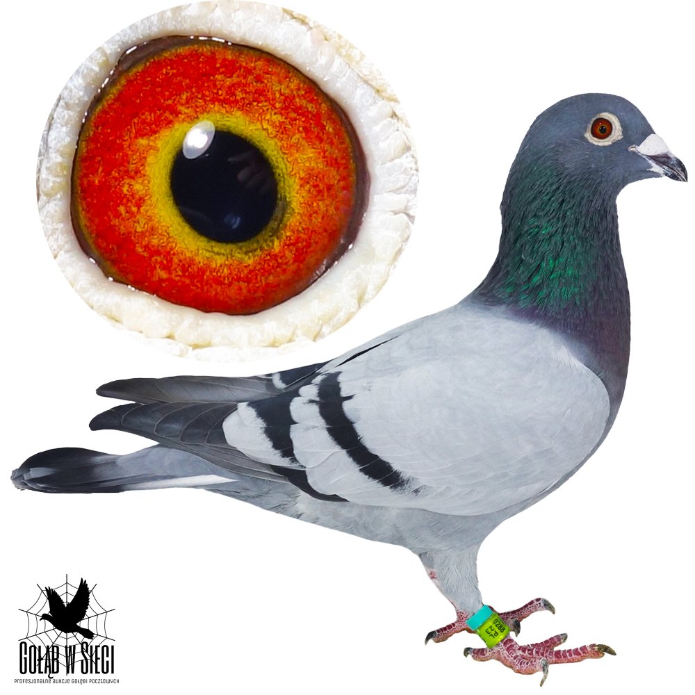 DARCZYŃCA: RADOSŁAW & MAŁGORZATA MROCZKA - NR 1