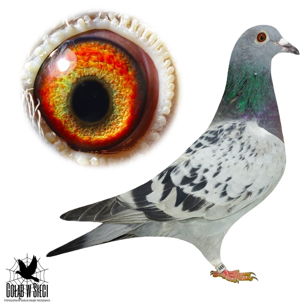 LINIA BAZOWEGO '4176'