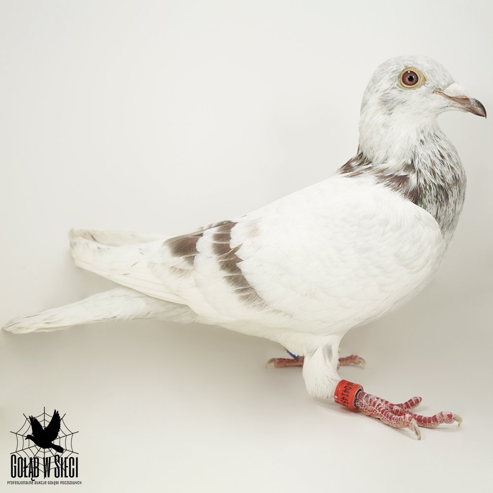 100% DIRK VAN DEN BULCK | "KITTEL" / "LIBERAAL" | "992" - WNUK "KITTEL" / "SAGAN" X "DIRK FAVORIETJE 039" - WNUCZKA "LIBERAAL"|