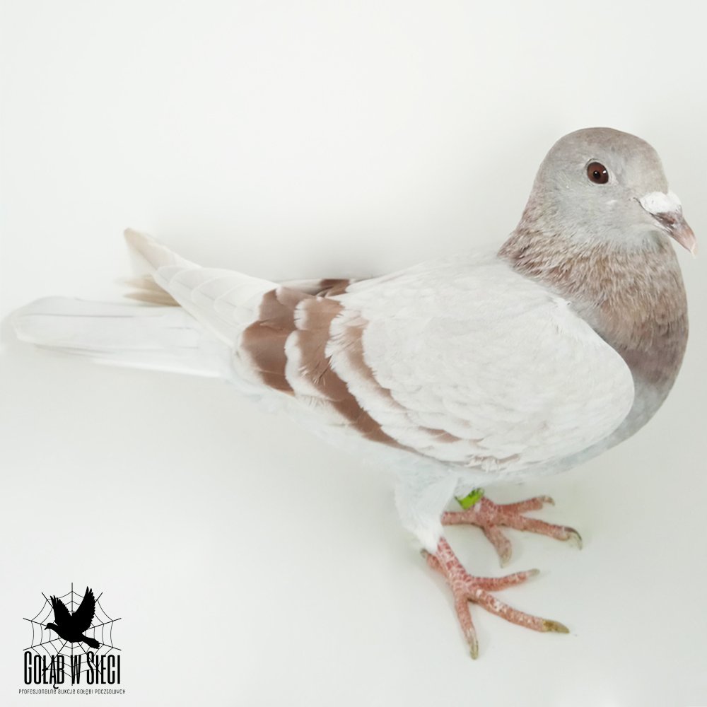 KOSTORZ J. & ŻÓŁKOWICZ R.