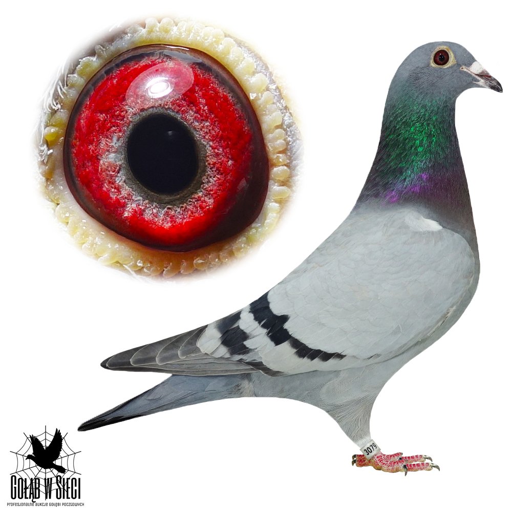 CÓRKA 'CZTERDZIESTKI'