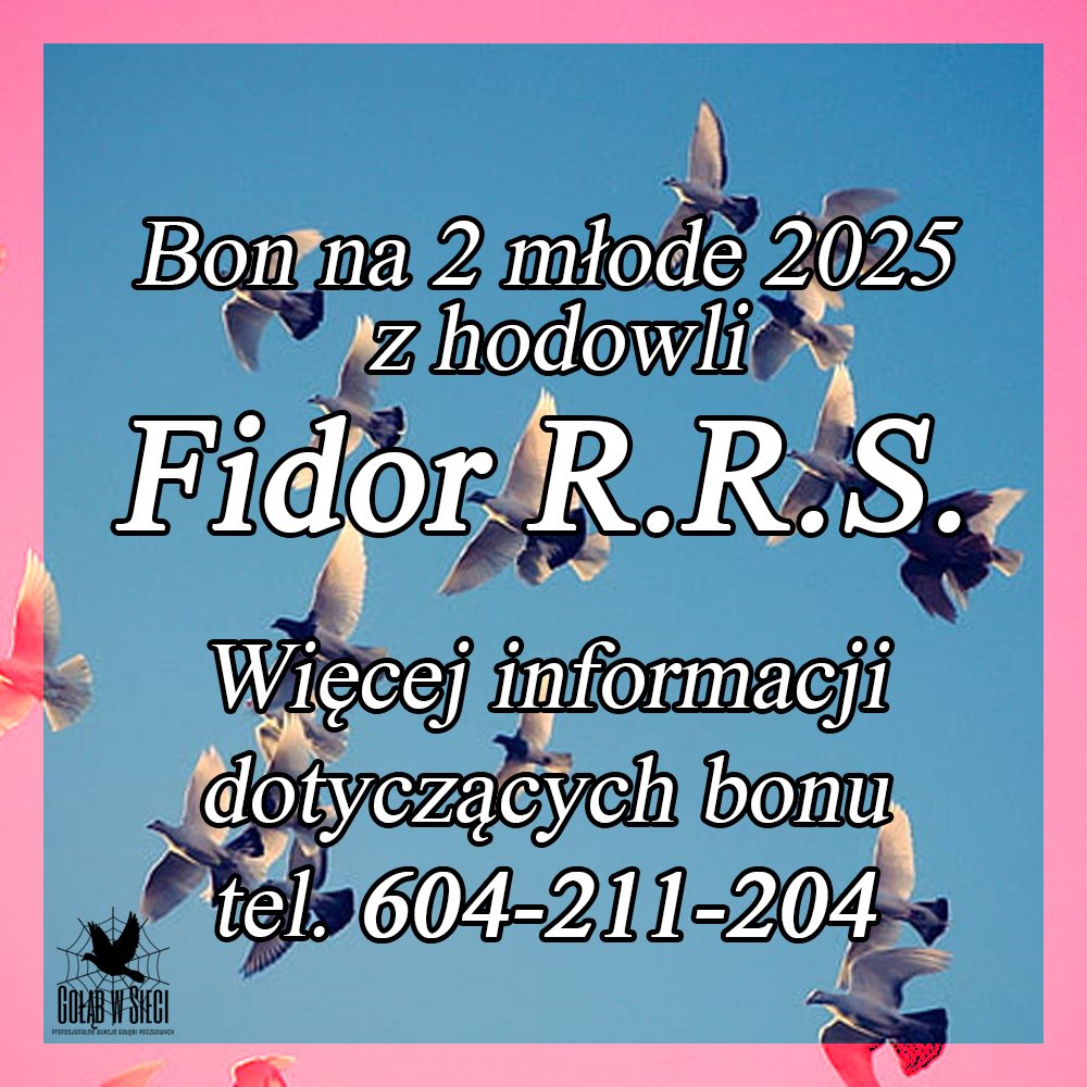 DARCZYŃCA BONU: FIDOR R. R. S. / PZHGP 0172 KOŃSKIE