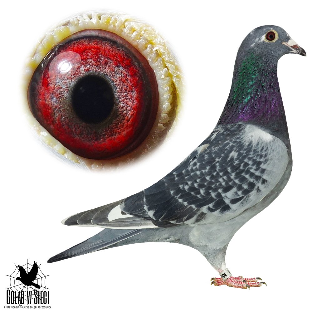 CÓRKA '5875 X 5816'