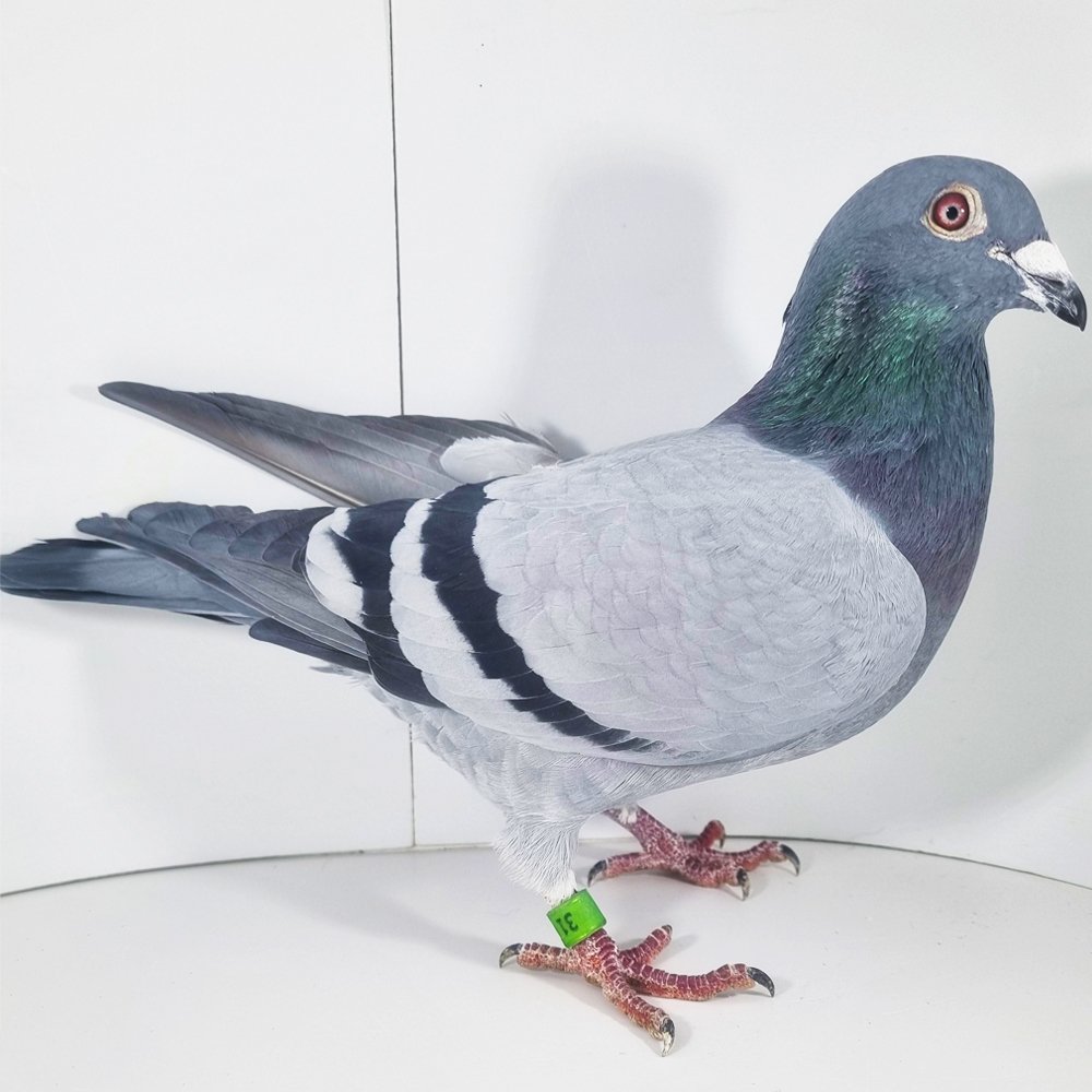 DARCZYŃCA: PIOTR MADEJ