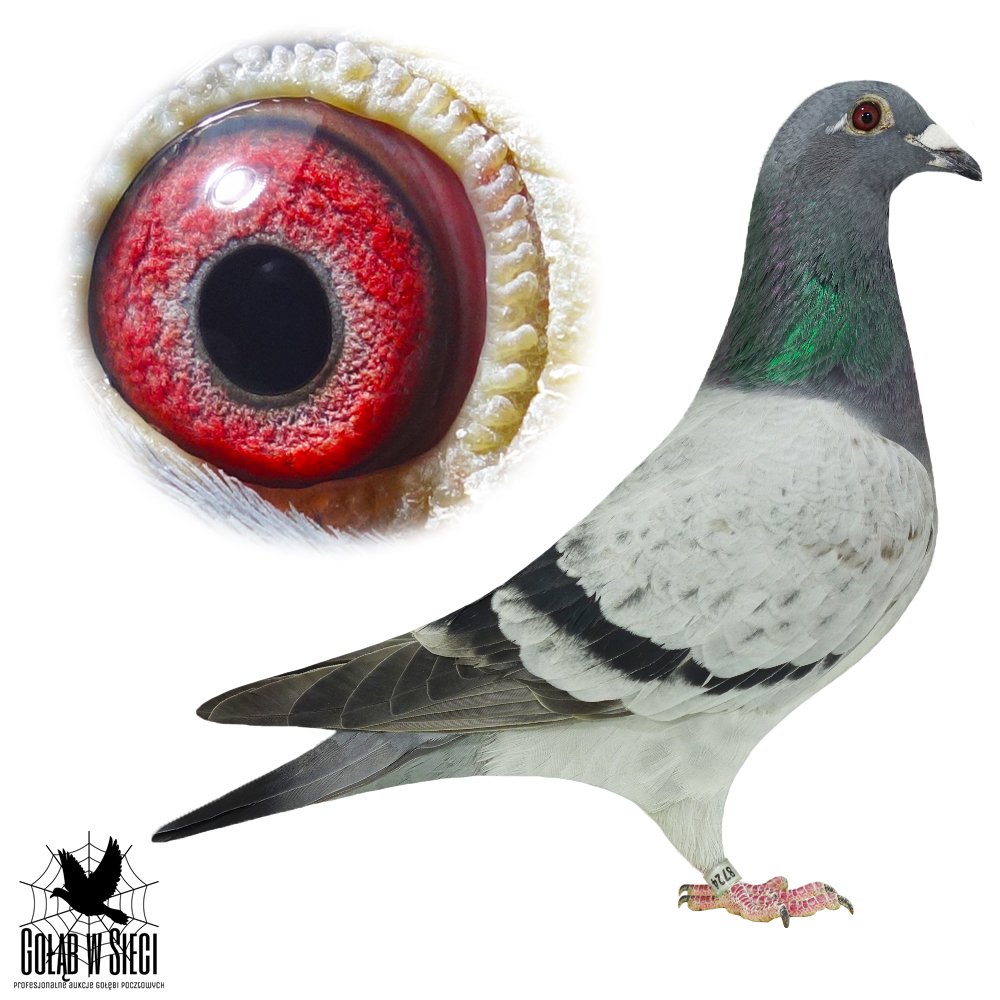 WNUCZKA 'POLICJANTA'