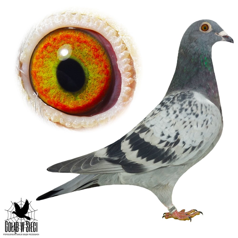 BAZOWA RODZINA 13868