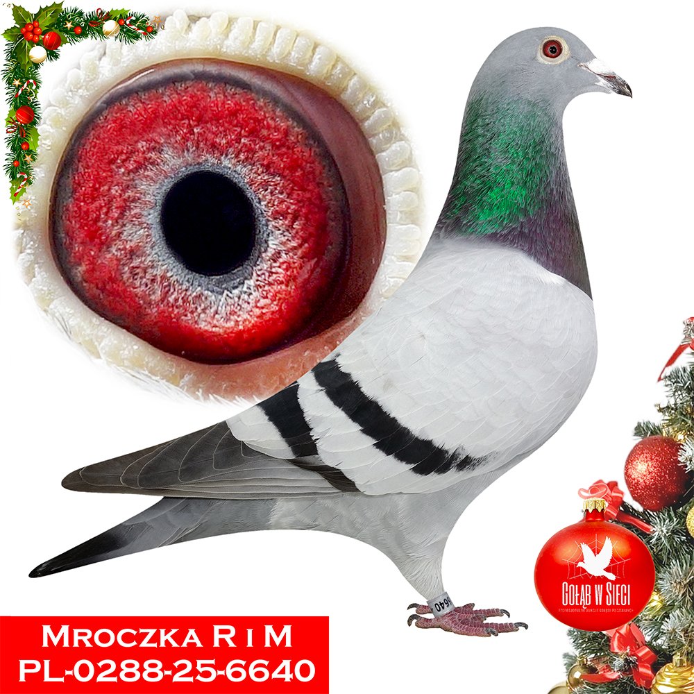 MROCZKA R. & M.