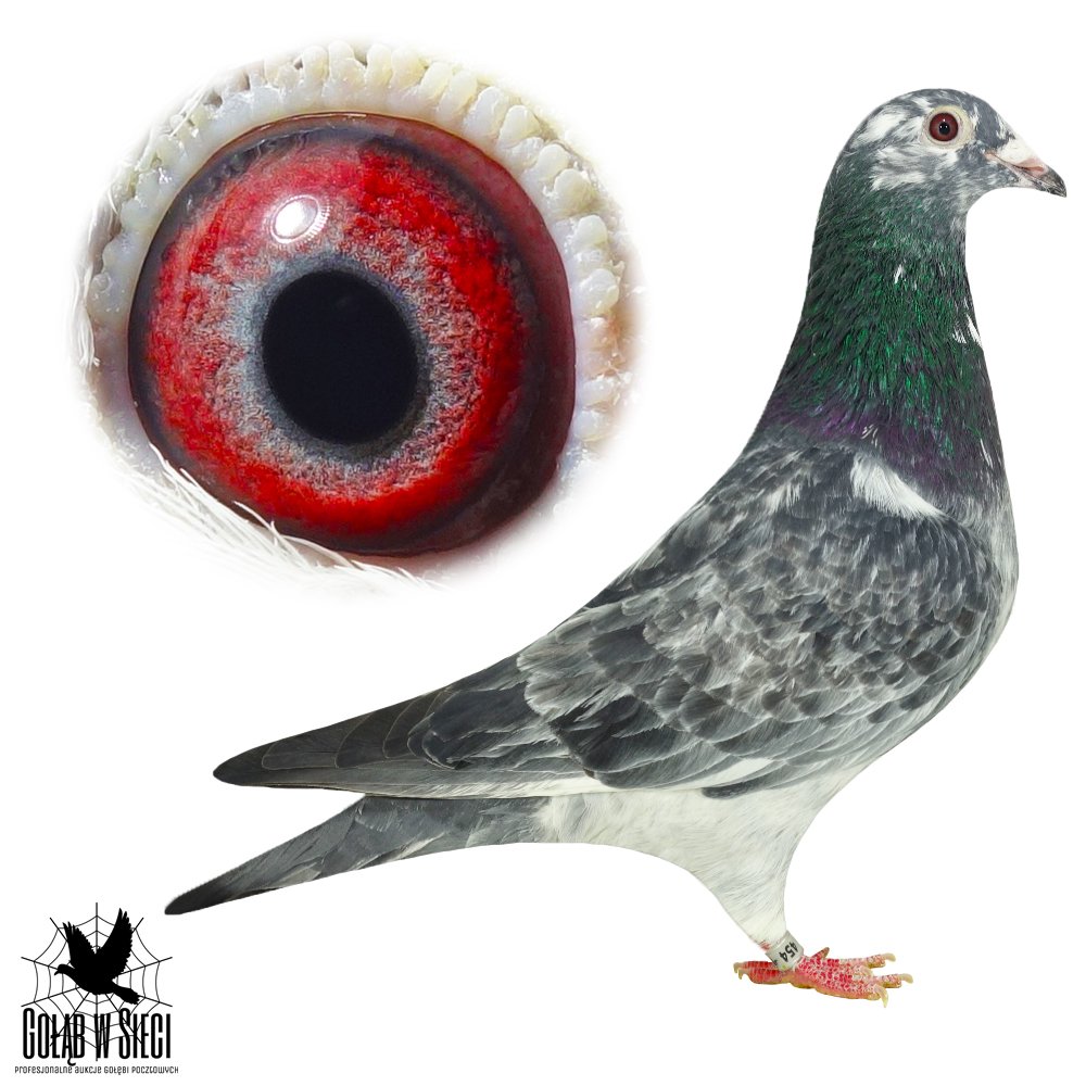 FARAON X GRIZZLE 659