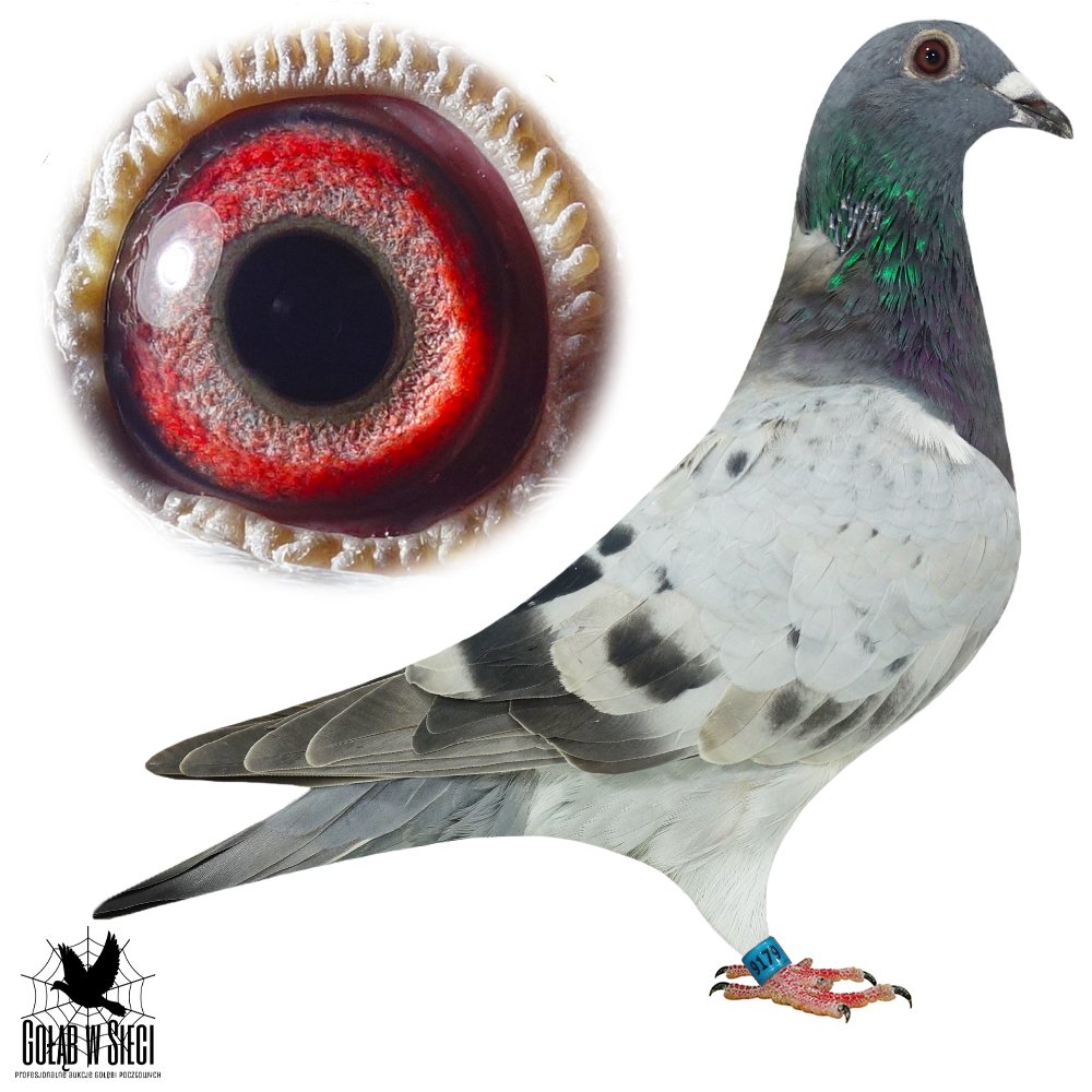 WNUCZKA '313'