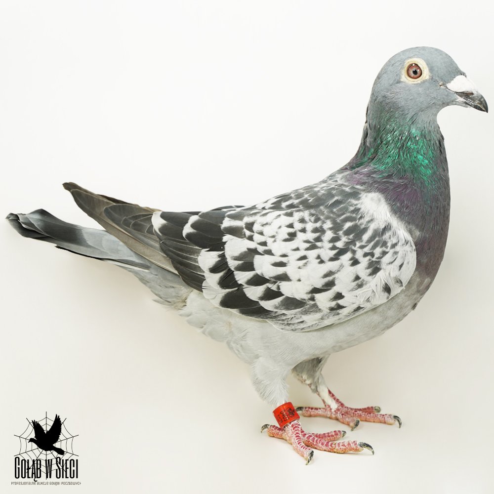 | ZBIGNIEW KUKUŁKA | MŁODY LOTOWANY SAMCZYK - 2 AS OKRĘGU TARNÓW W KATEGORII F 2022R / 1 NAGRODA W KAT. STANDARD! | INBRED NAJLEPSZEGO ROZPŁODOWCA HODOWLI "SUPER JANSSEN" - SYN X CÓRKA! |