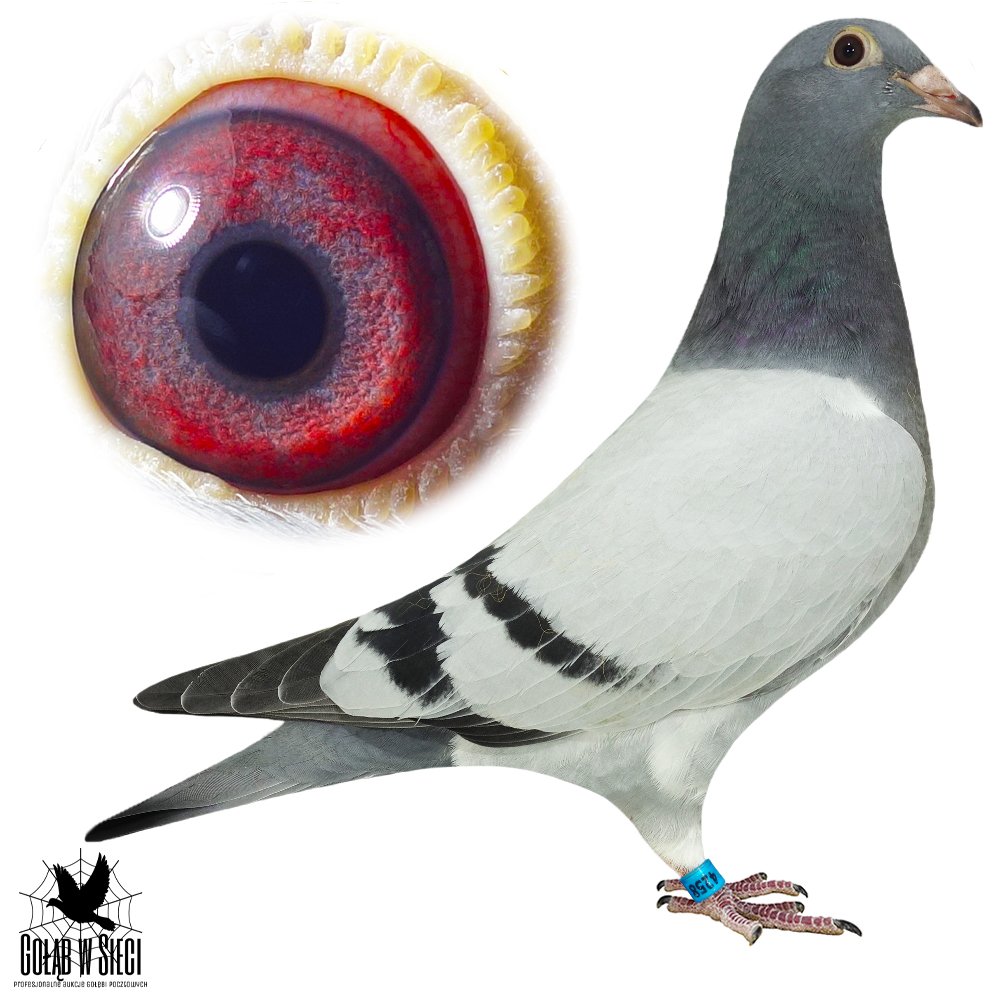 WNUK 'TRZYSETKI'