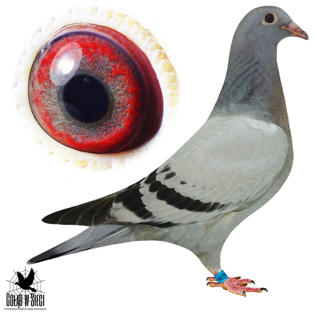 CÓRKA 4035