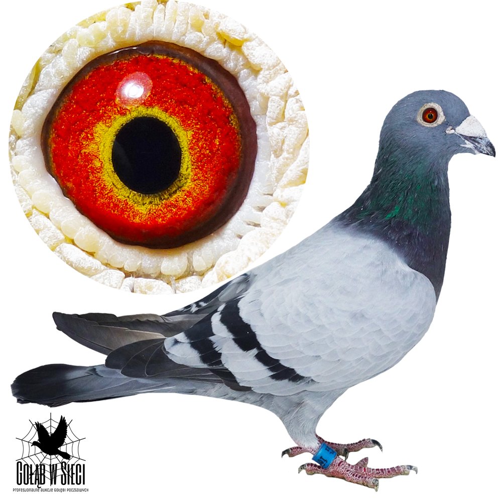 DARCZYŃCA: ANDRZEJ WARCHOŁ