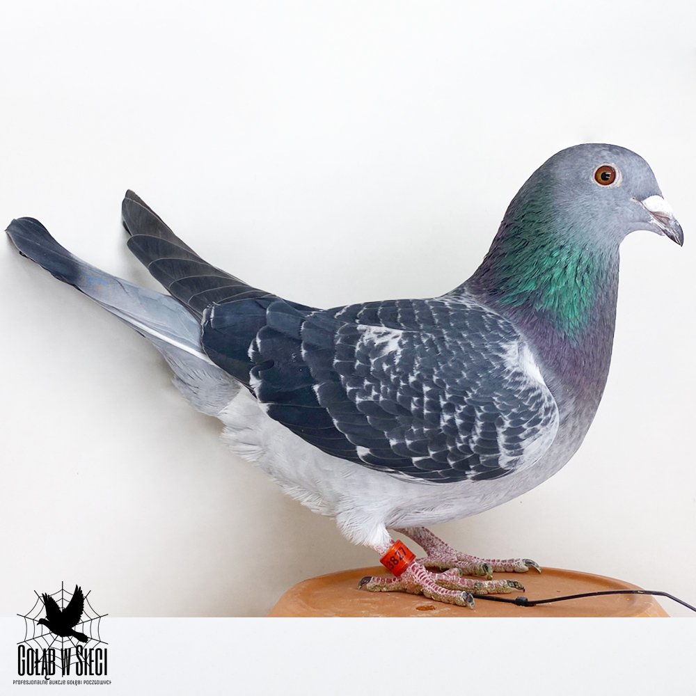 | WNUCZKA PARY NR 1 W HODOWLI!! "BRZYDAL" X "411" |