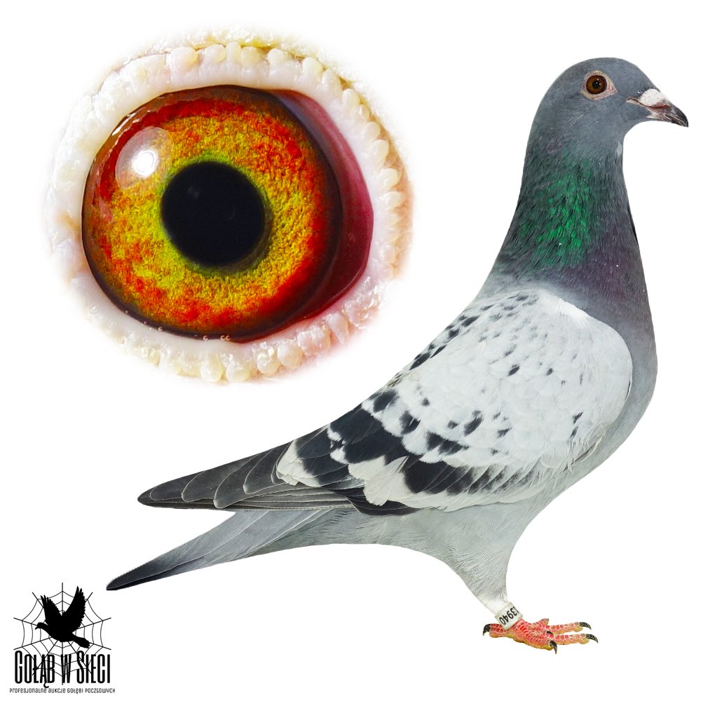 WNUCZKA BAZOWEGO '4176'