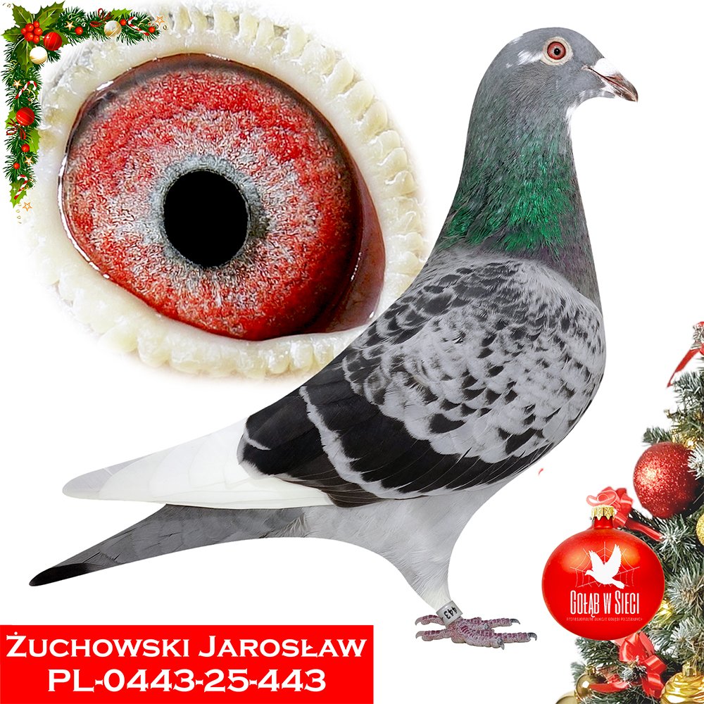 JAROSŁAW ŻUCHOWSKI