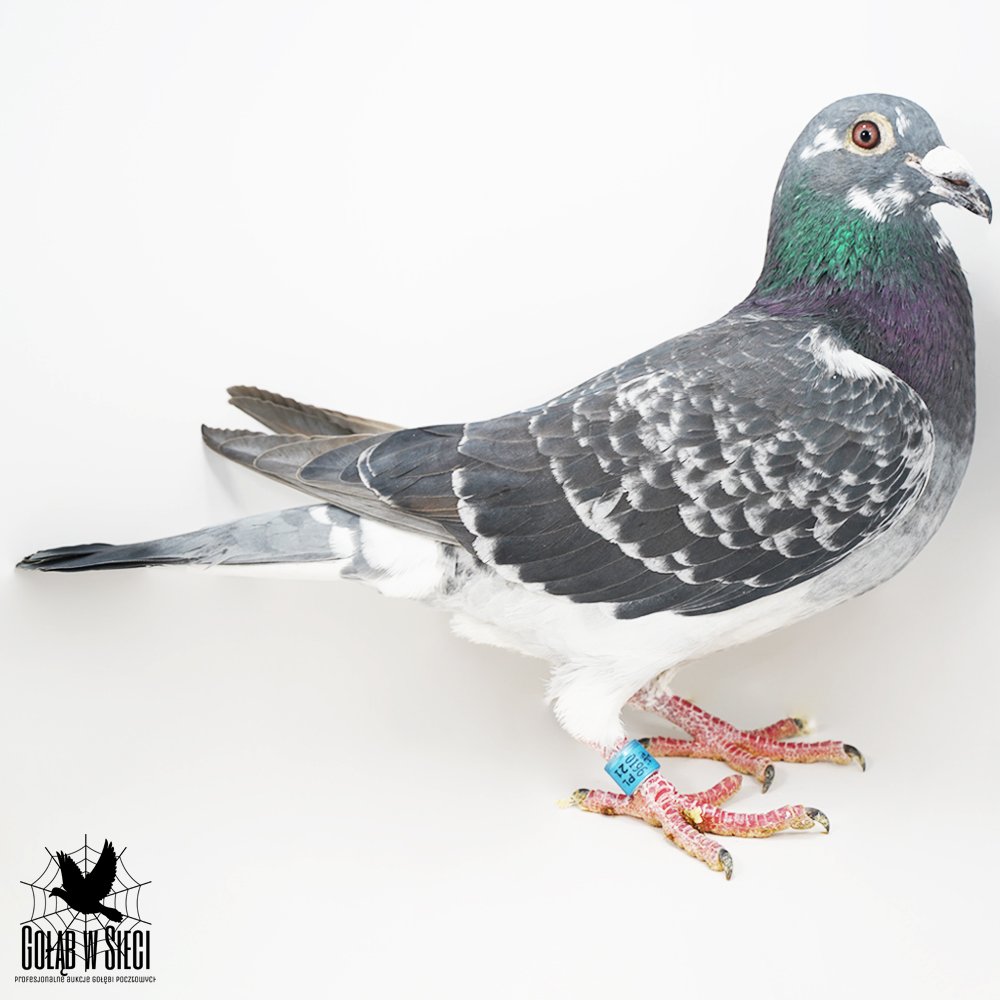 "1014" - INBRED "STARY 2781" A. KASZUBA X "4034" - LINIA "MAŁY VOS" I. & K. & D. ŁEPUCH |