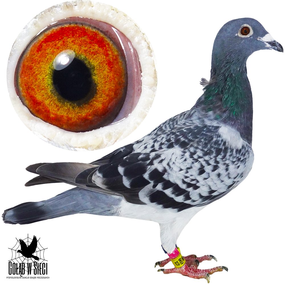 DARCZYŃCA: DARIUSZ CZAPLA - NR 1