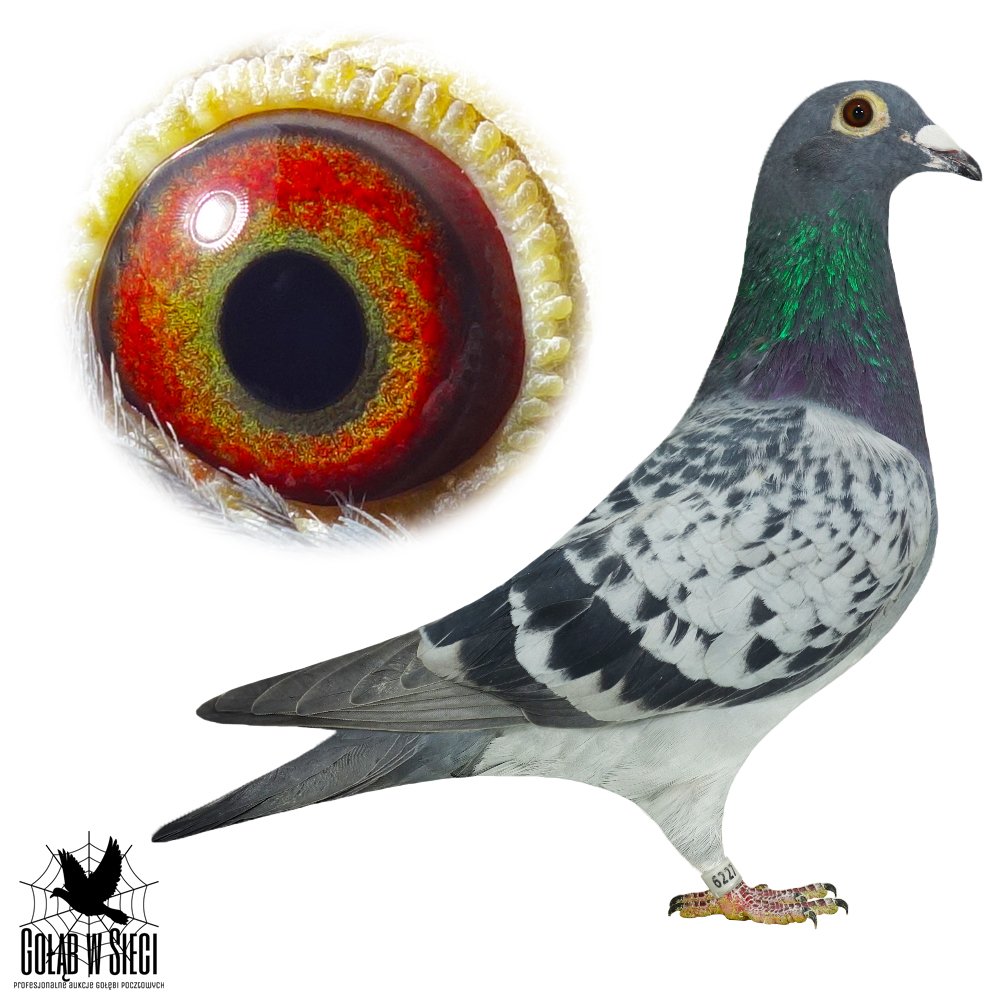 INBRED 'CIEMNY 9570'