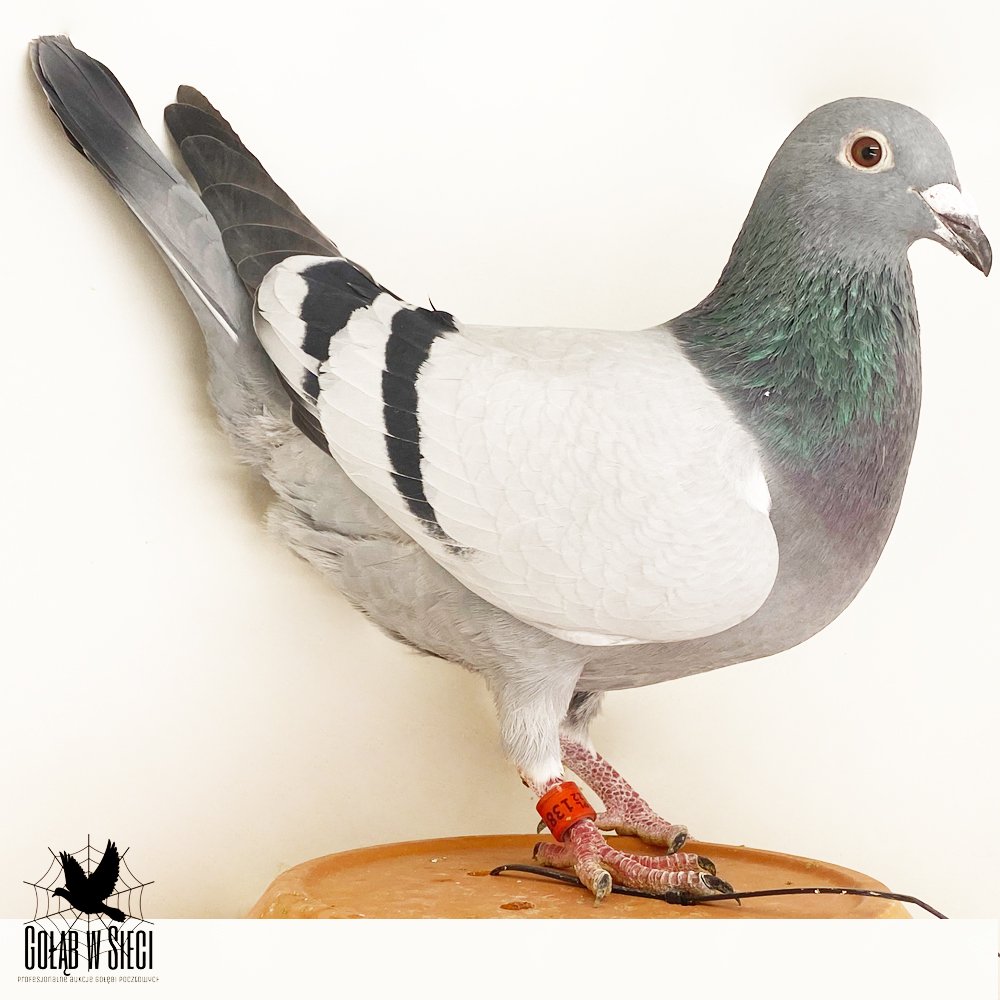 | WNUK SUPER LOTNIKA "SUPERSTAR 646" ORG. MARCEL VERCAIGNE - 1 AS SPRINTU Z JEDNEGO ROKU "DE DUIF" 2020R - M.IN.: 4X 1 KONKURS! | SYN "1951" - JEST ONA WNUCZKĄ "GOLDEN 8156" - ZŁOTY MEDAL KAT. H 5,17COEFF. 2012R! |