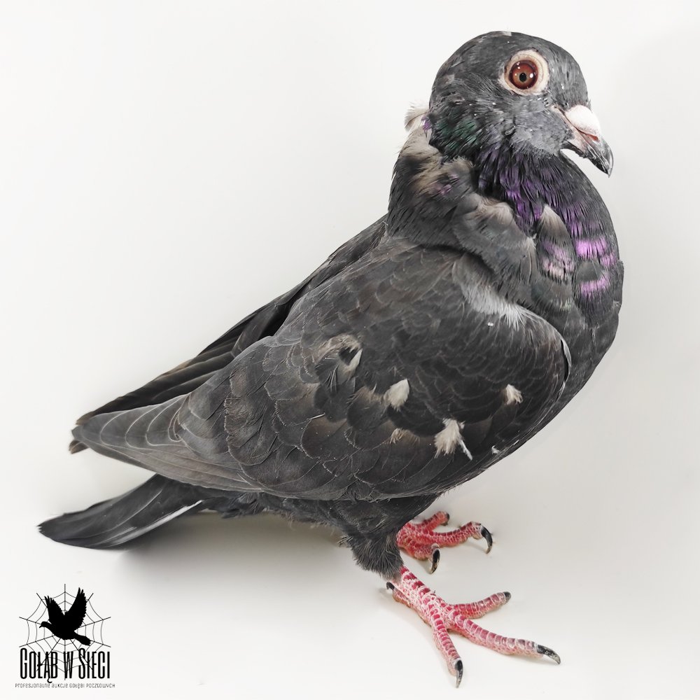 | 50% H. & G. SOJKA / 50% MOREL TEAM | WNUK NAJLEPSZEJ SAMICY ROZPŁODOWEJ HODOWLI "CZARNA PERŁA" | WNUK "10187" ORG. MOREL TEAM - SYN "CYBORGA" |