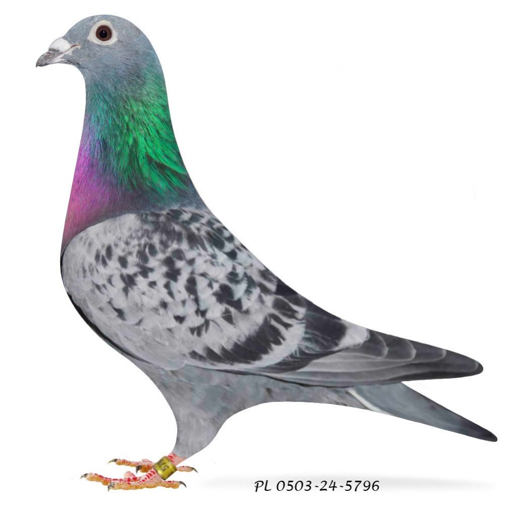 DARCZYŃCA: KAMIL STUDZIŃSKI - NR 2