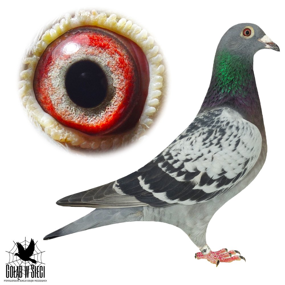 INBRED 'OLYMPIADE 003'