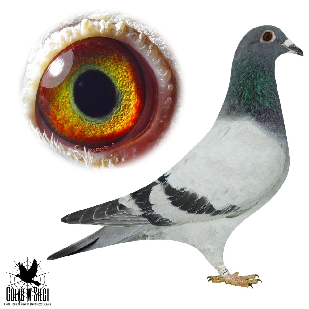 DZIECKO '1162 X 266'