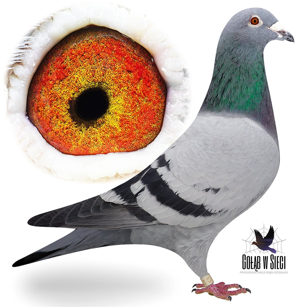 ORG. PAWEŁ MĘDRYSA (2)