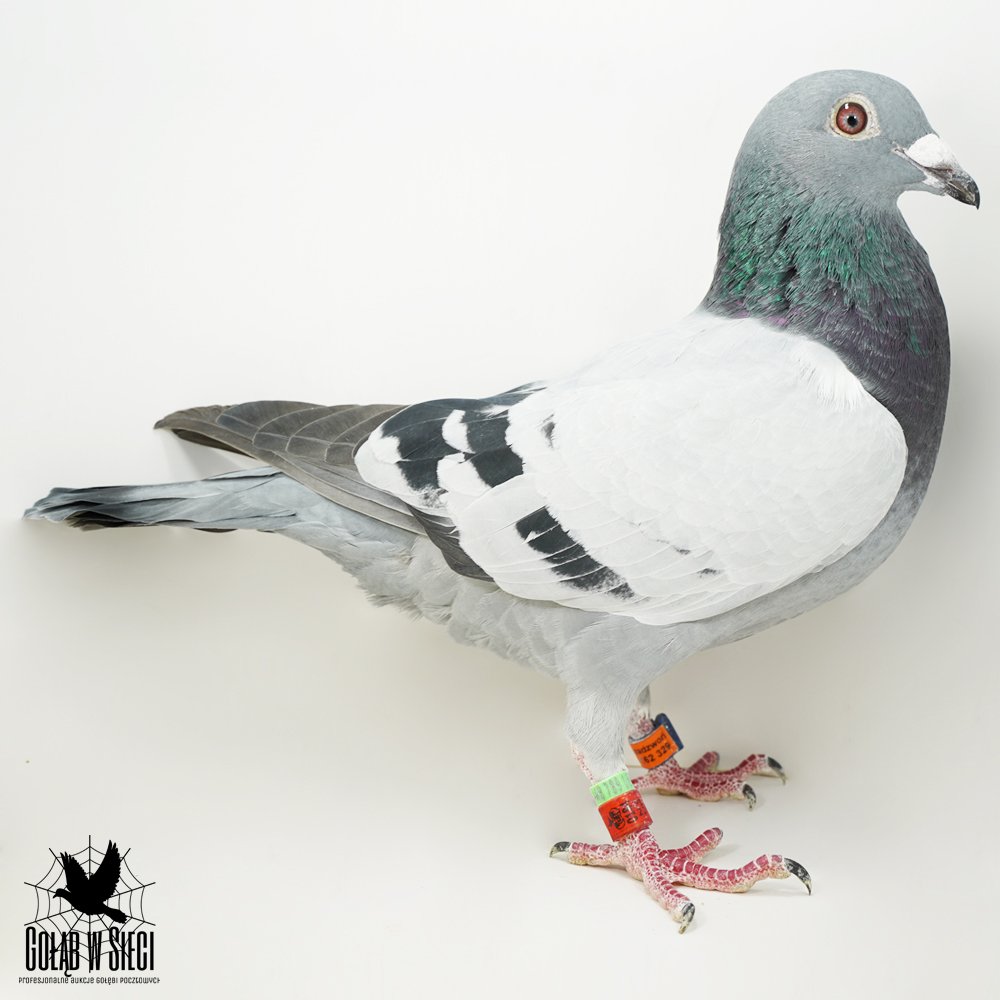 | MŁODY LOTOWANY SAMIEC | SYN "5057" ORG. KS. JERZY KOSTORZ - WNUK "612" - INBRED "GLADIATOR" GEERINCKX |