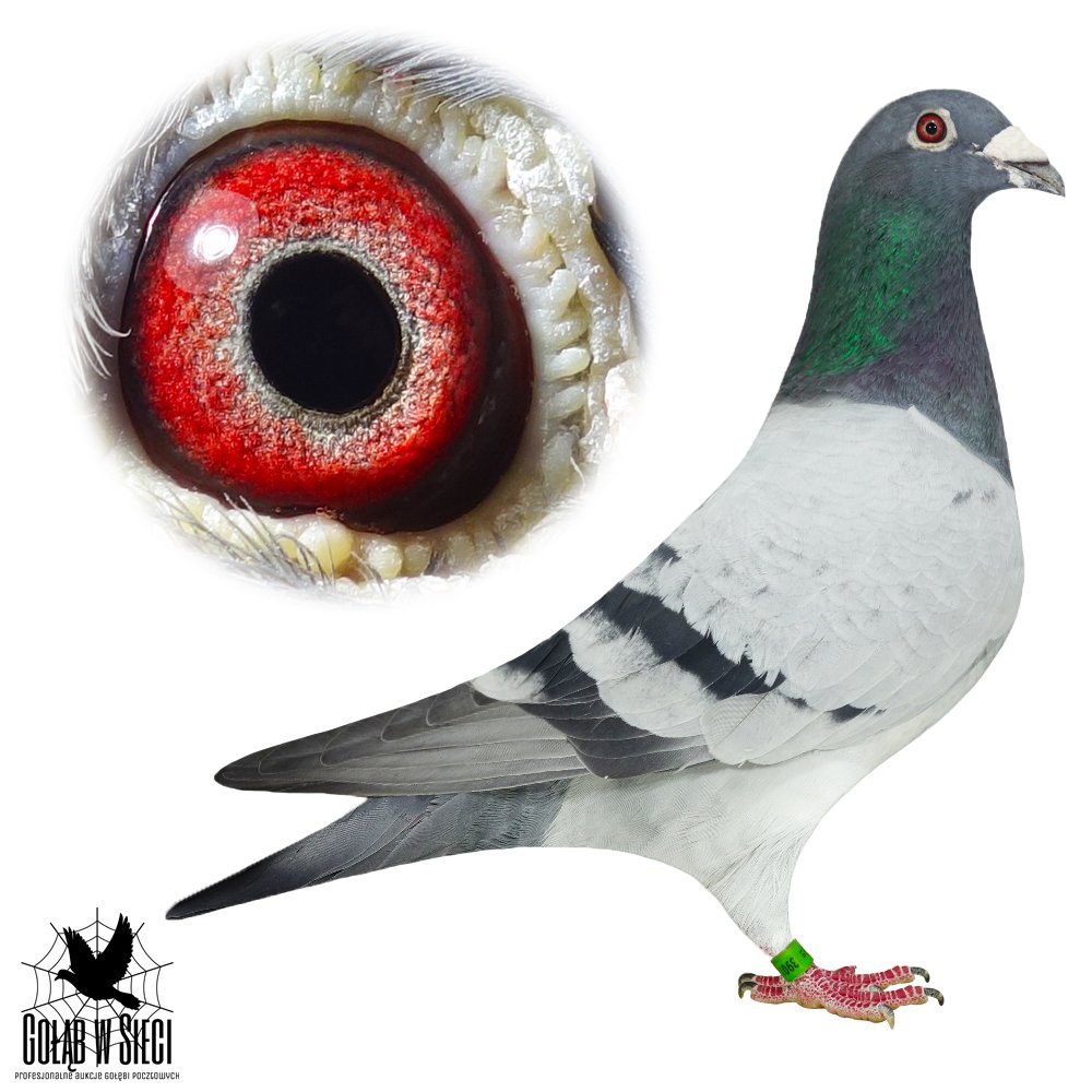 WNUK OLIMP. MERCEDES