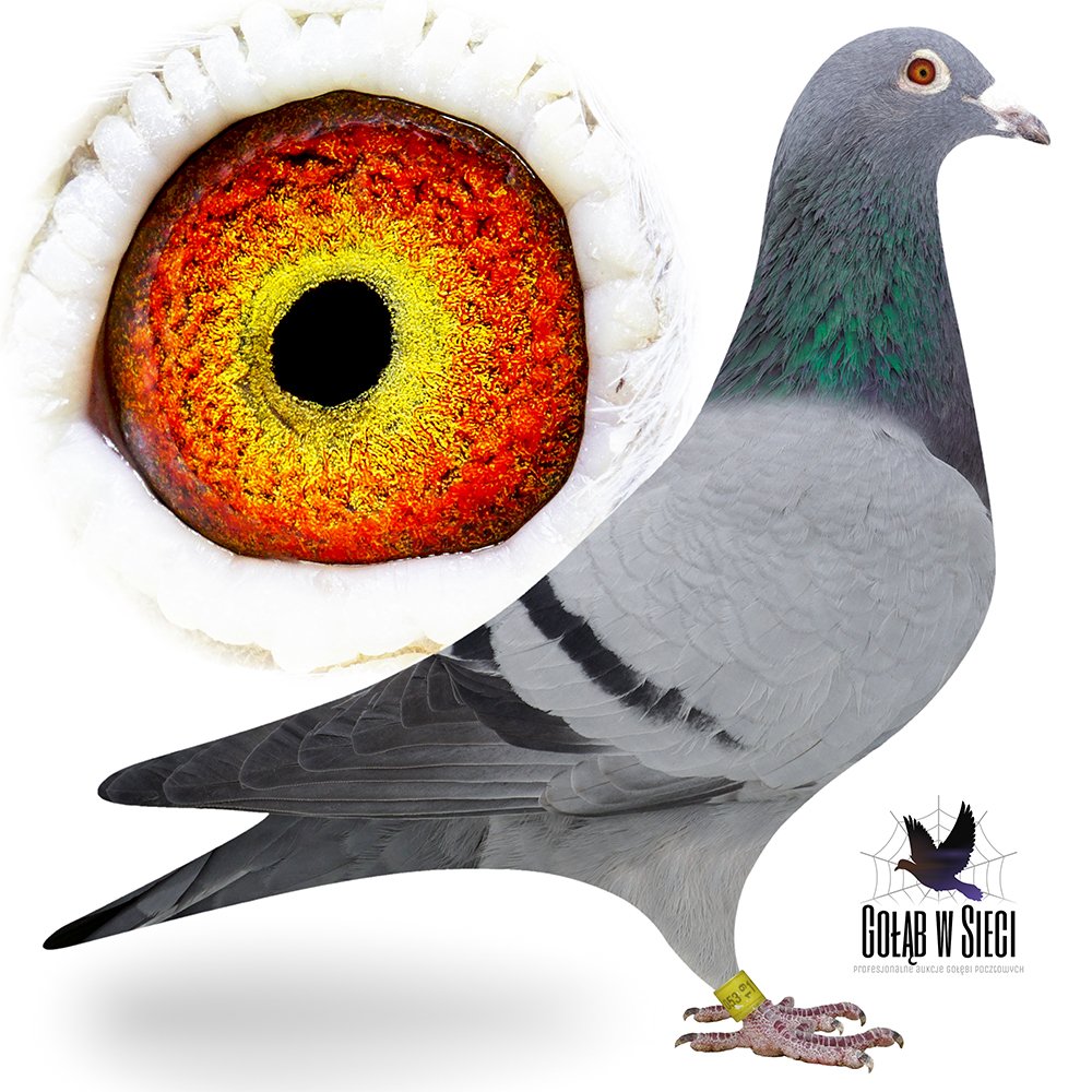 ORG. ZBIGNIEW OLEKSIAK