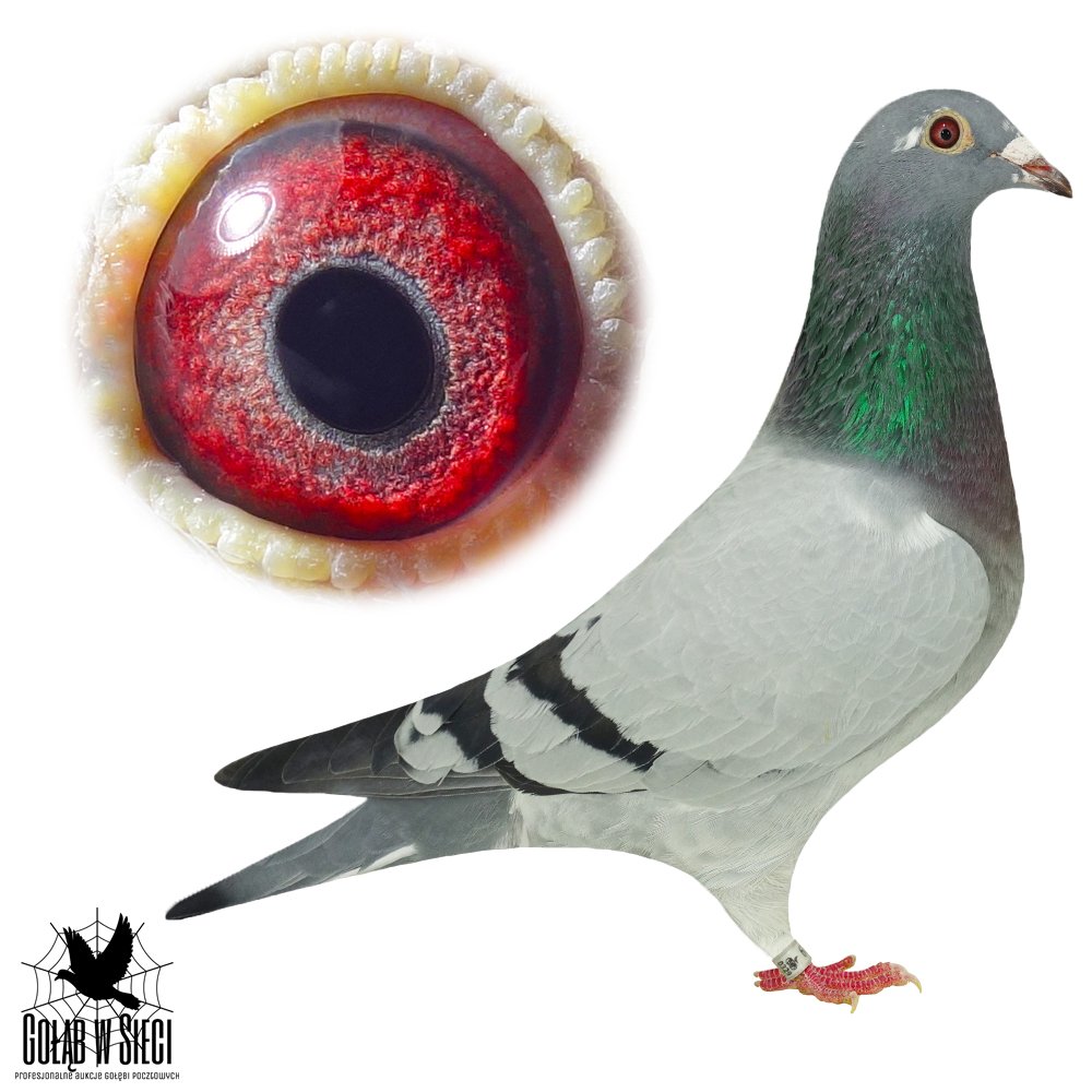 CÓRKA 183 X LINIA 8111