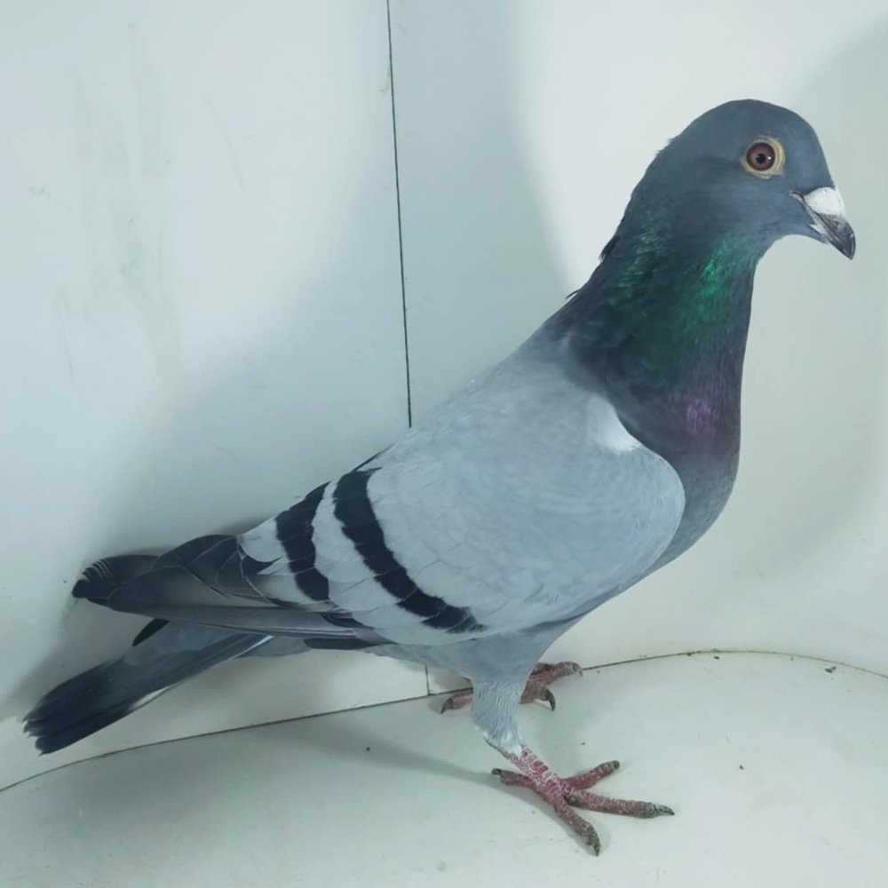 DARCZYŃCA: KRZYSZTOF JANEK