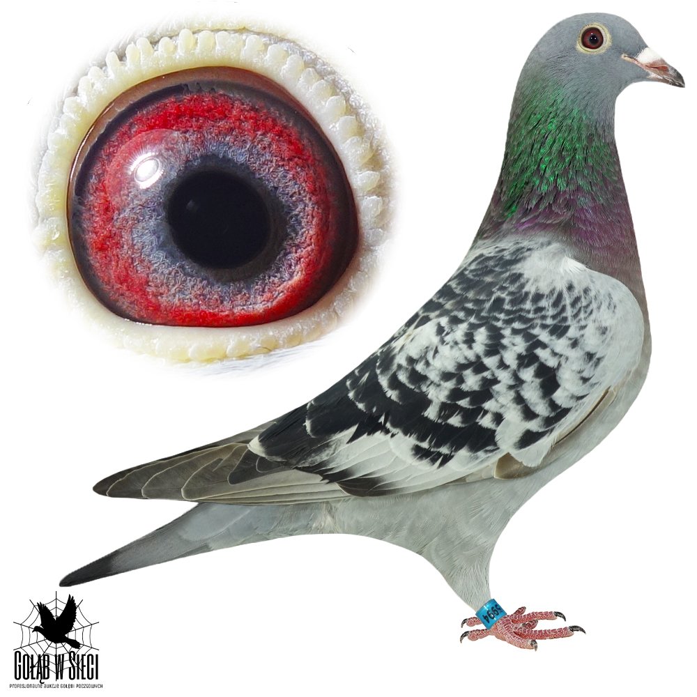 WNUCZKA 'GWIAZDY'