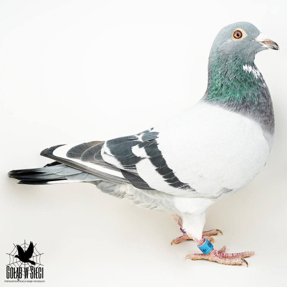 "016" - INBRED "GOEDE RODE" / WNUCZKA "KITTEL" X "197" - 75% G. VANDENABEELE