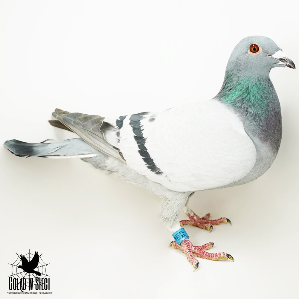 WALDEMAR PISZCZAŁA | PÓŁSIOSTRA SUPER SAMICY LOTOWEJ "7309" / INBRED "POKERFACE" I "CASANDRA" A. DRAPA X INBRED "FARAON"